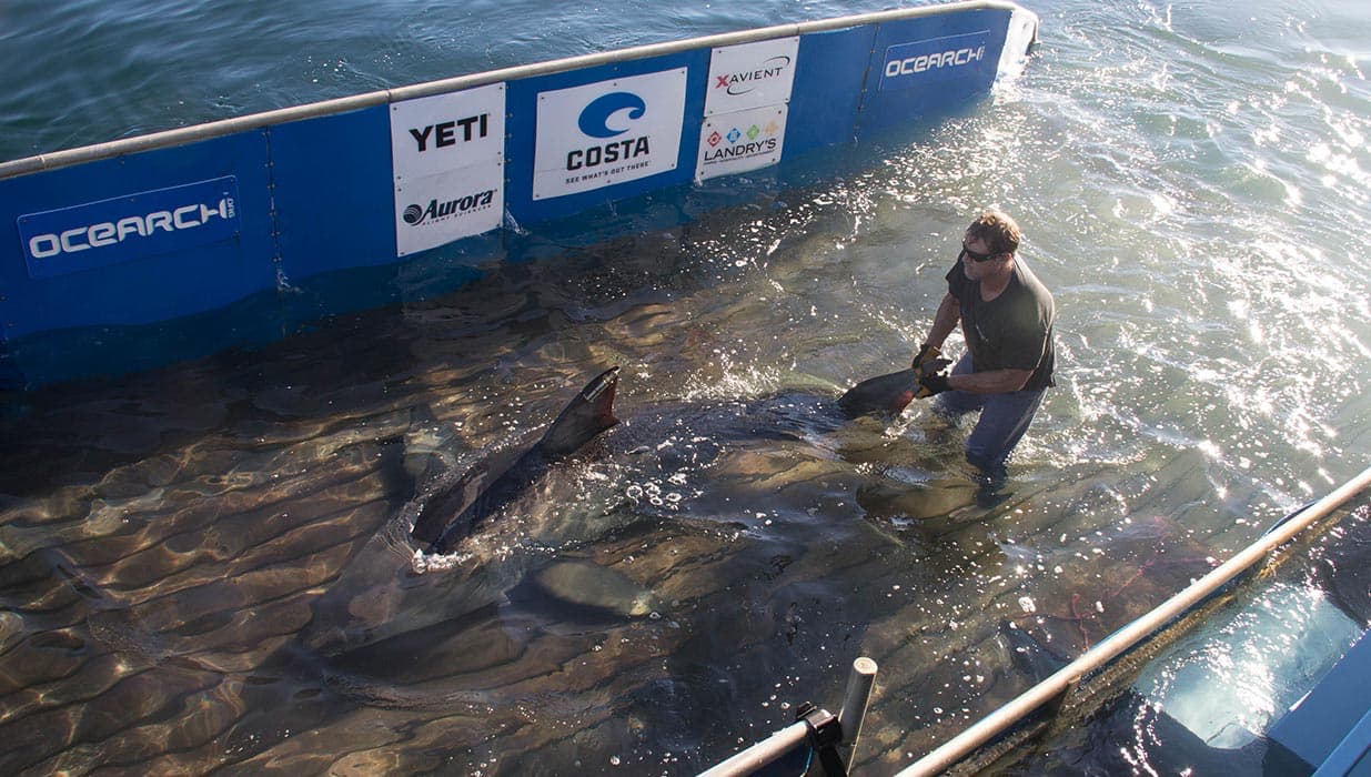 Shark Tracker by Ocearch از عجیب ترین اپلیکیشن های موبایل